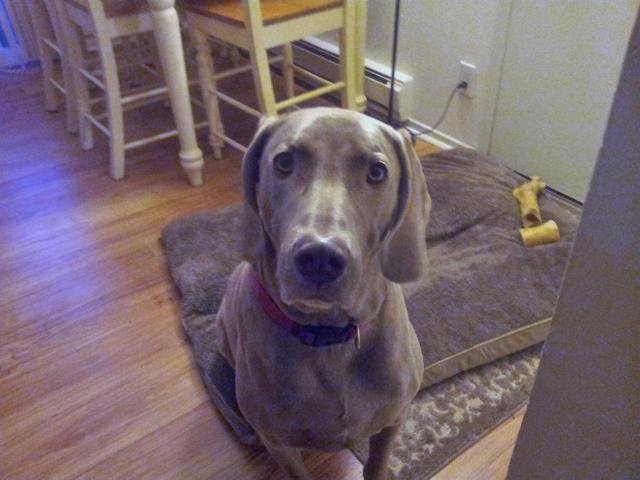 Henry Sit